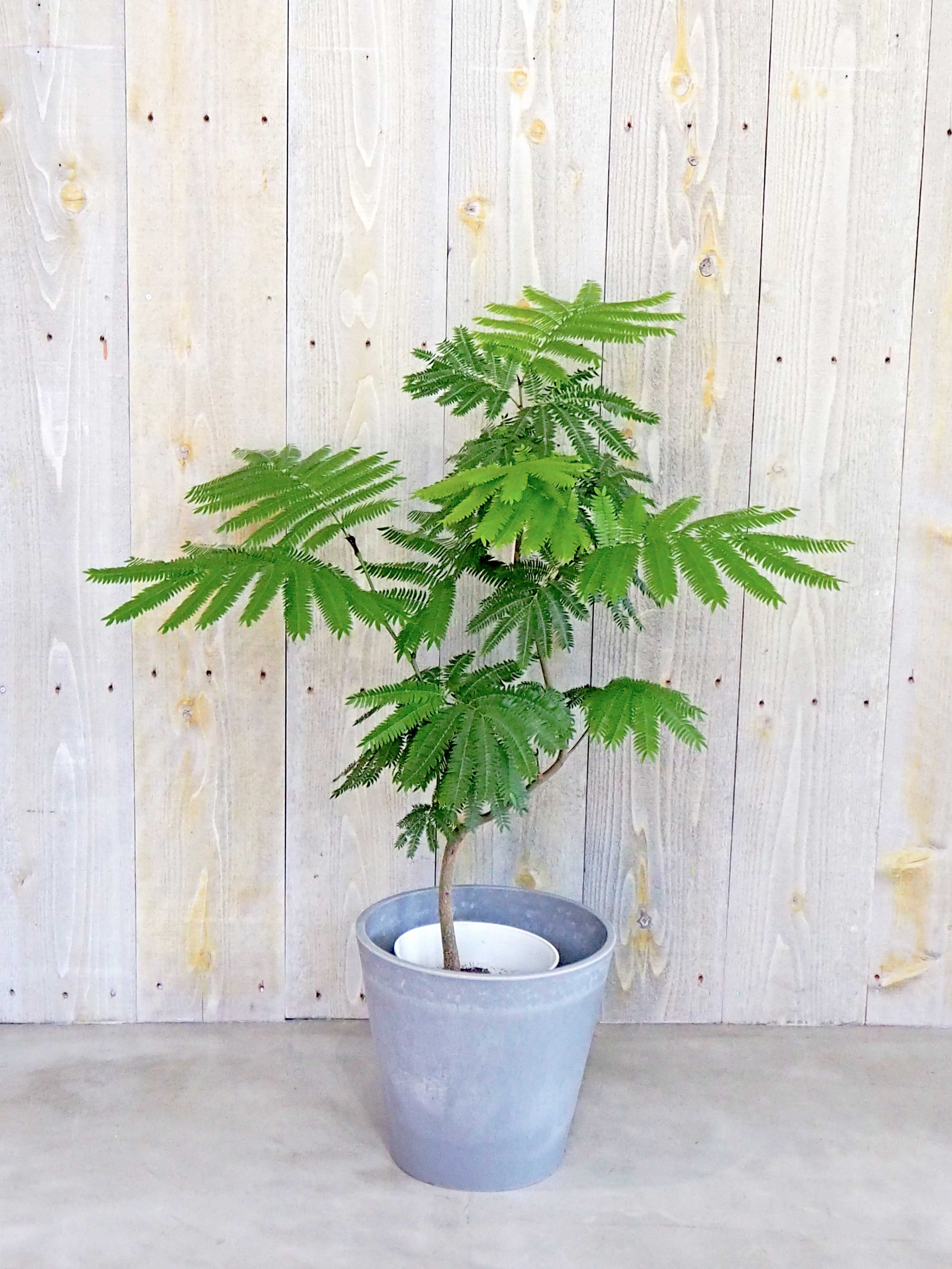 エバーフレッシュ 観葉植物のレンタル 販売の喜芳園 キトハ