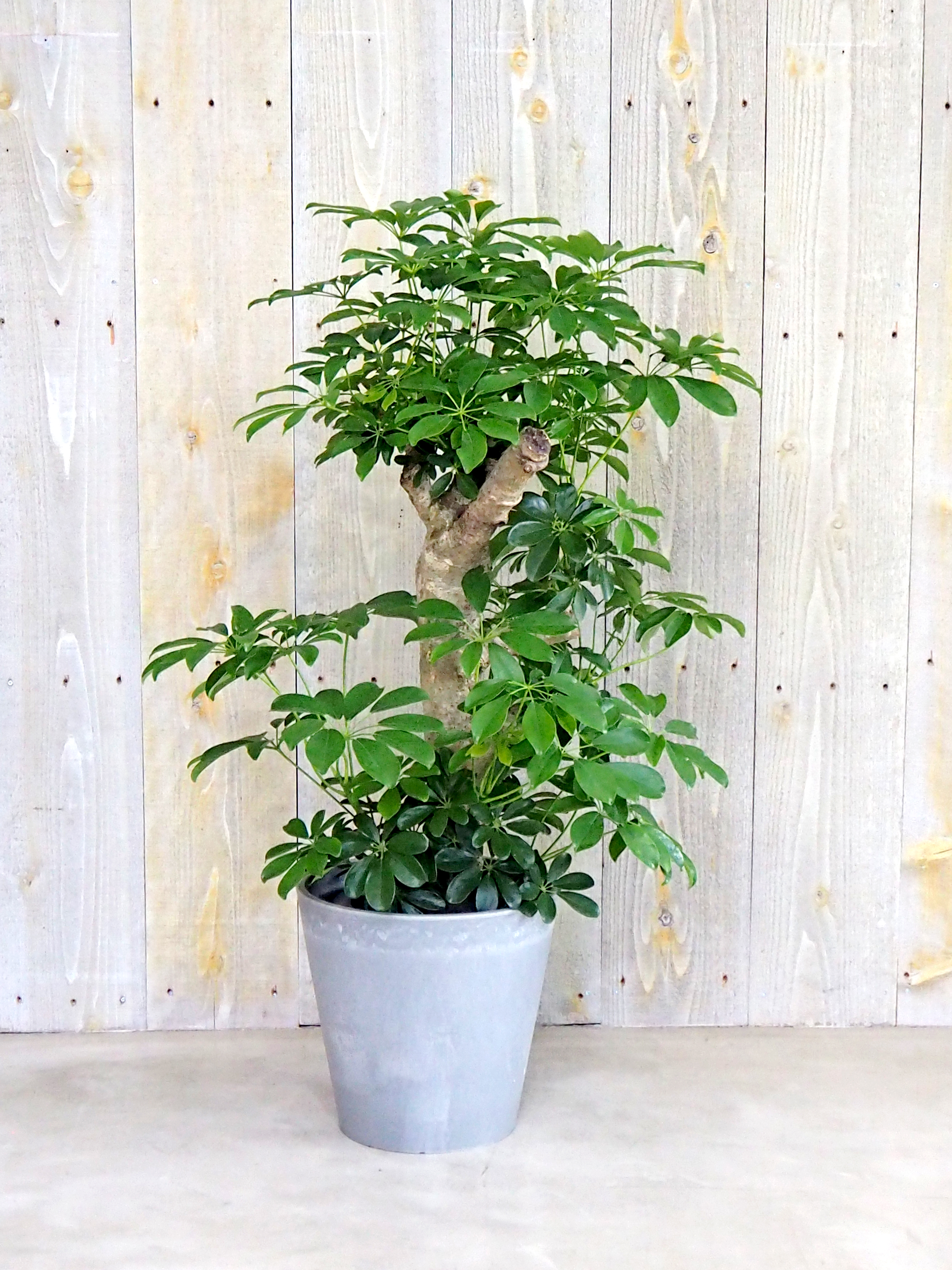 ホンコン カポック 観葉植物のレンタル 販売の喜芳園 キトハ