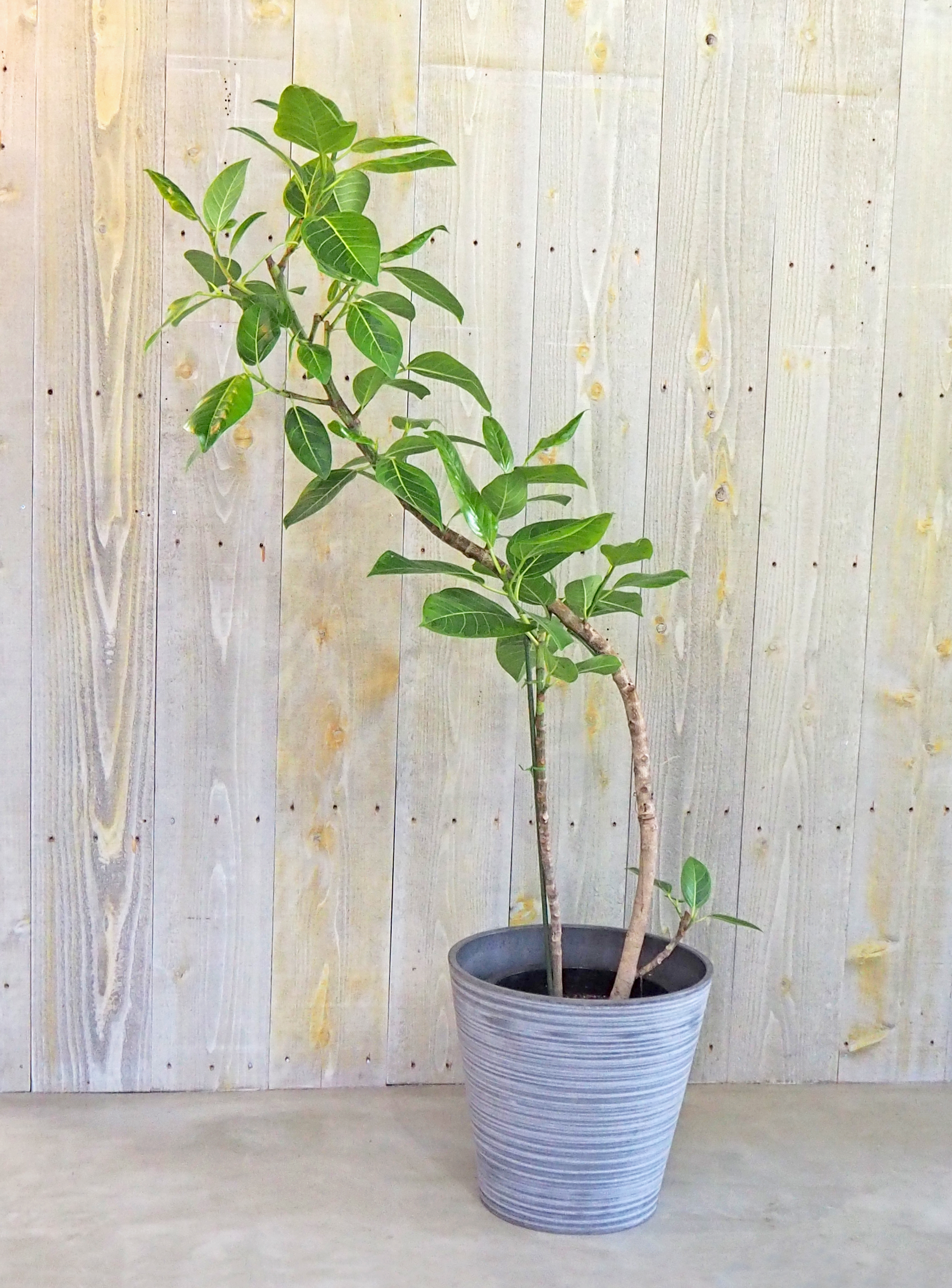 アルテシマ 観葉植物のレンタル 販売の喜芳園 キトハ