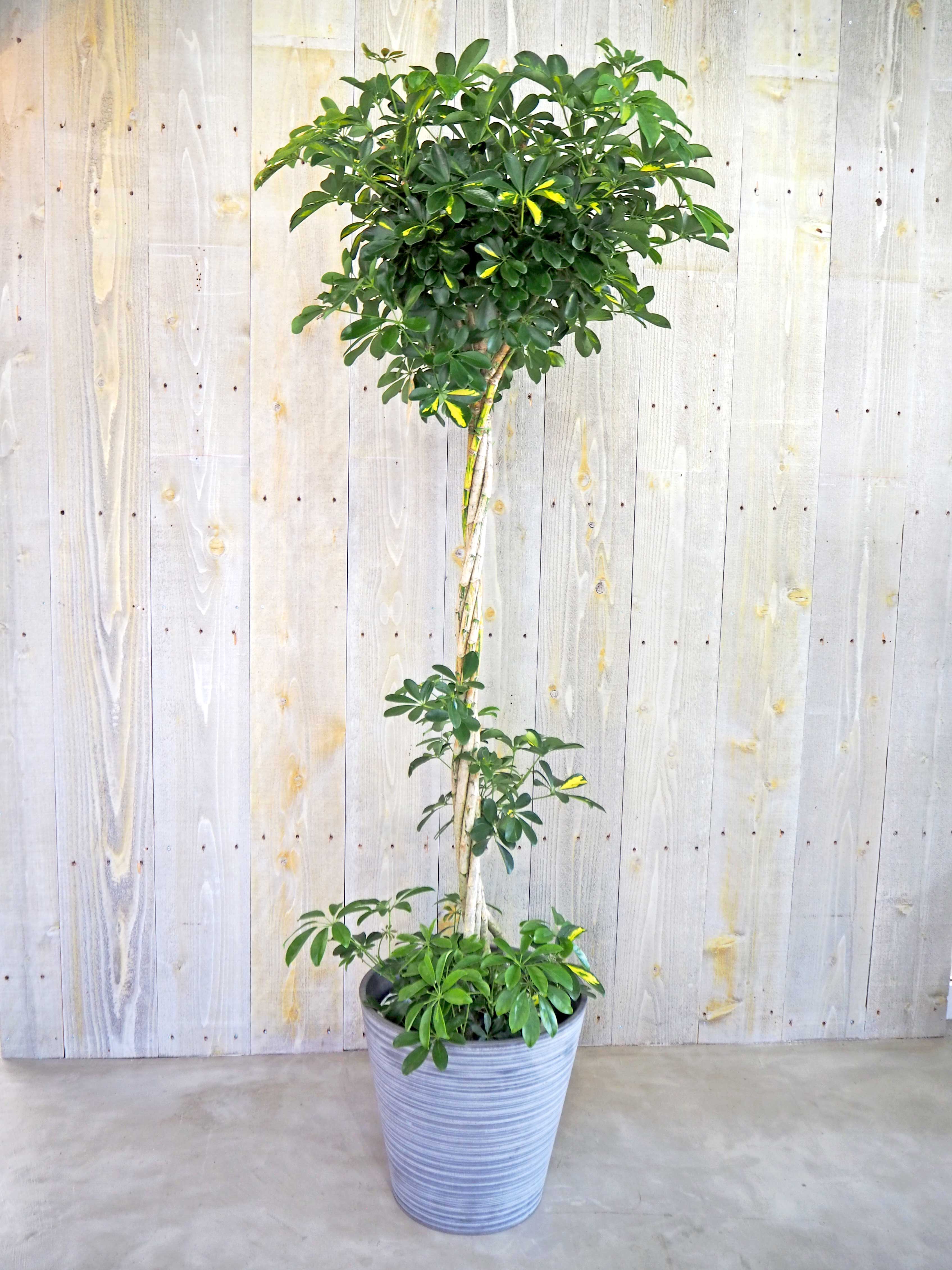 ホンコン カポック 観葉植物のレンタル 販売の喜芳園 キトハ