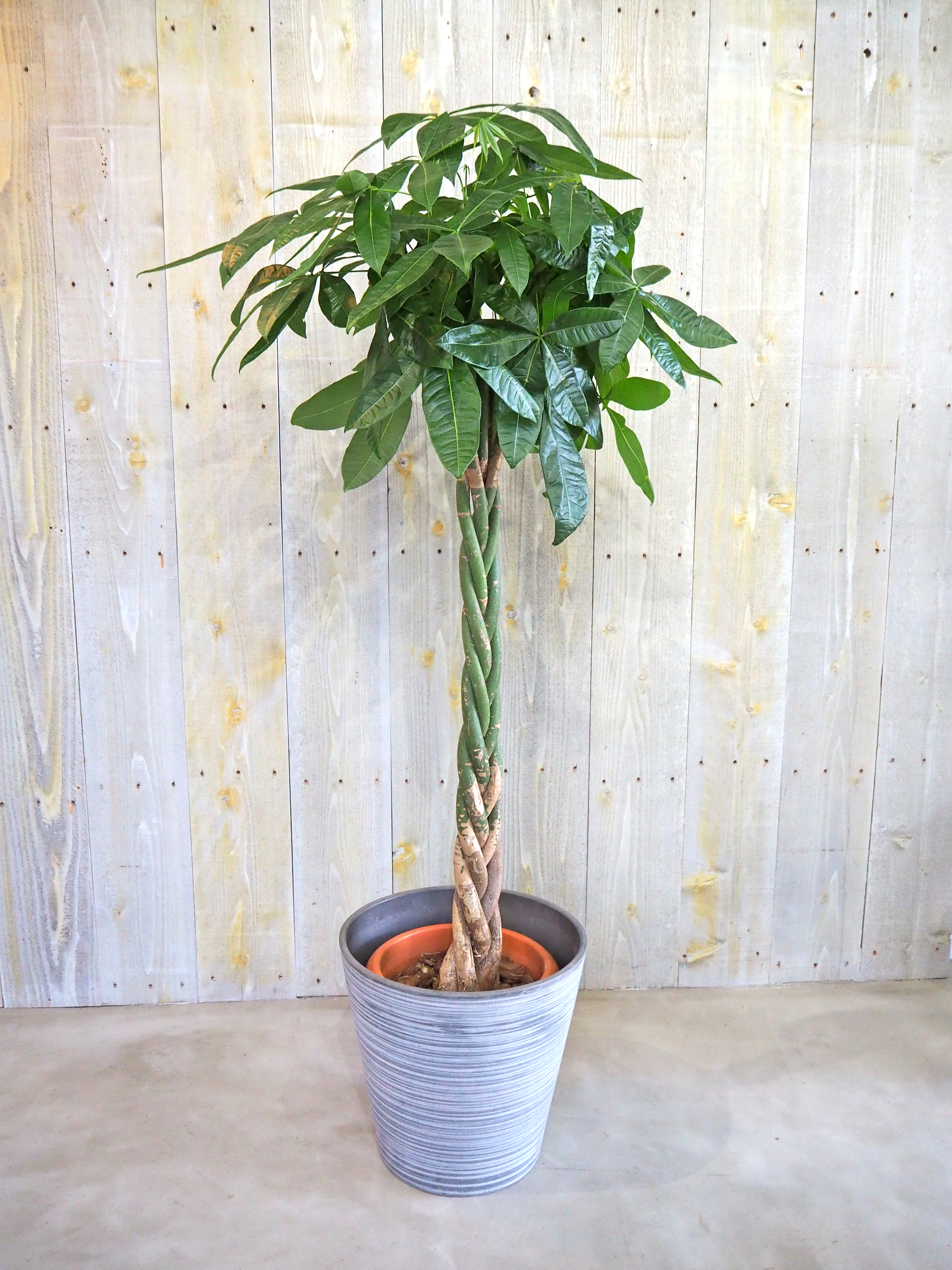 パキラ 観葉植物のレンタル 販売の喜芳園 キトハ