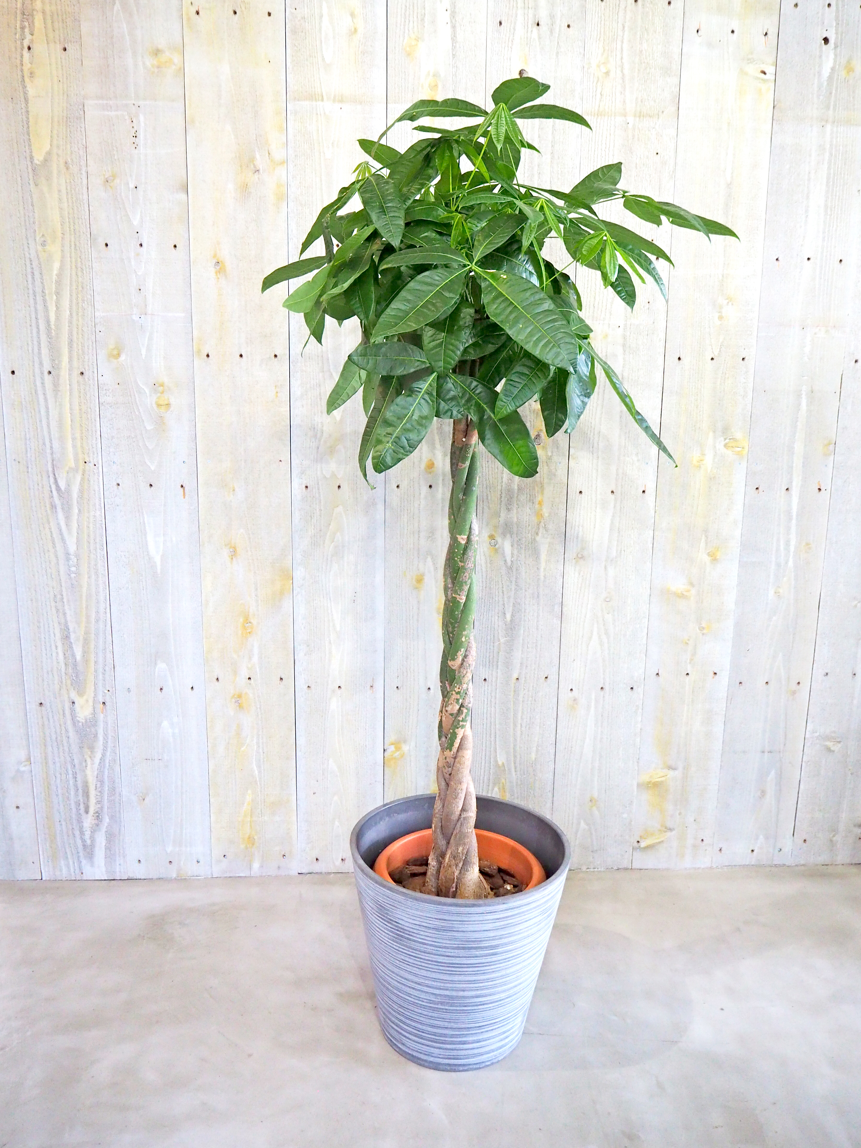 パキラ 観葉植物のレンタル 販売の喜芳園 キトハ