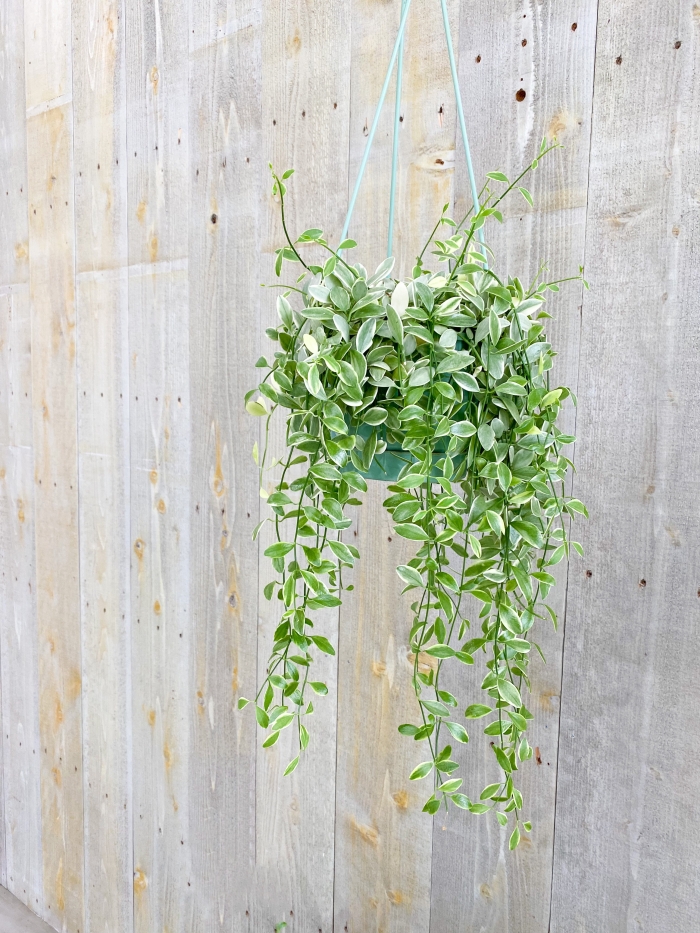 ディスキディア