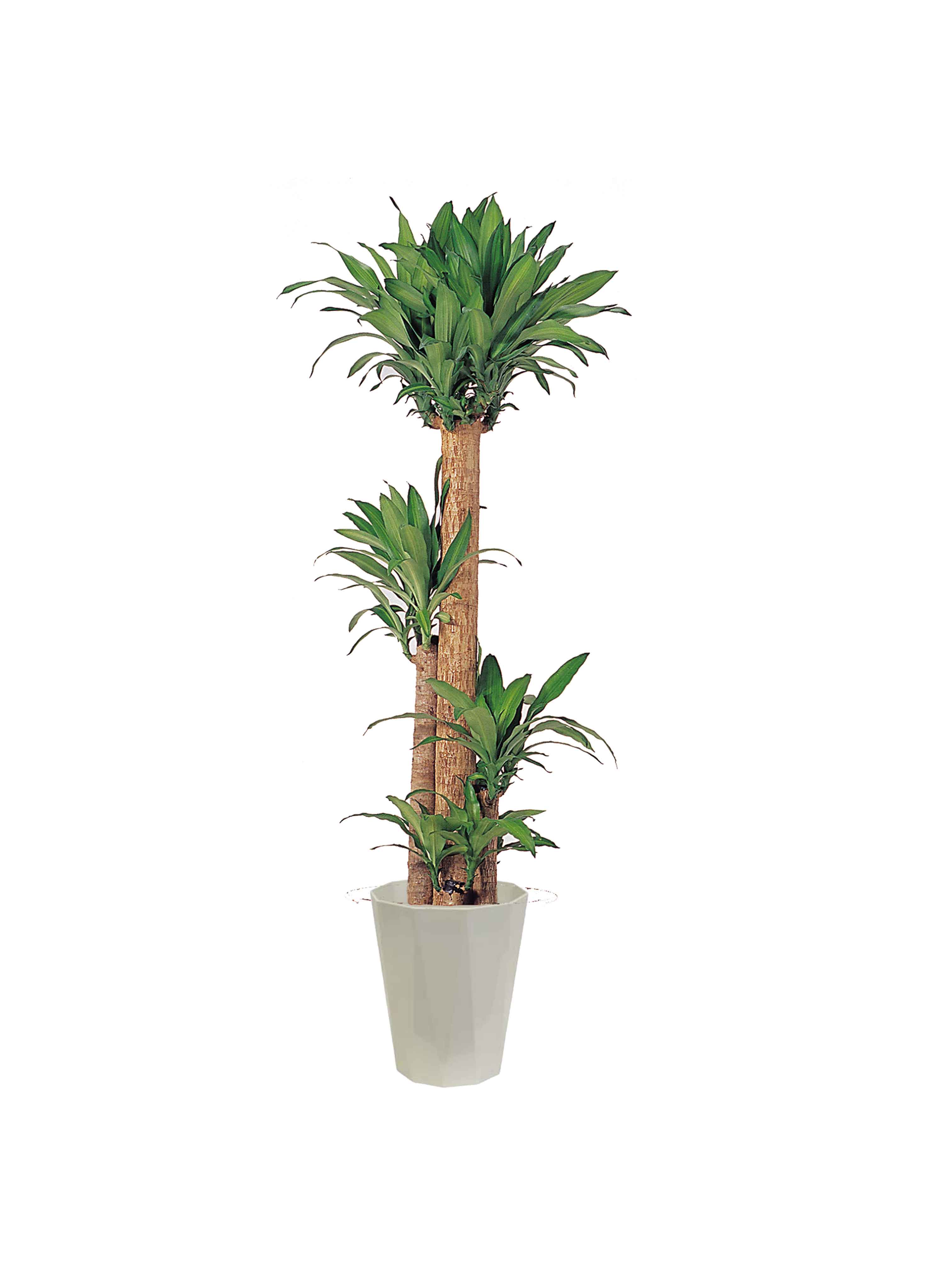 マッサンゲアナ