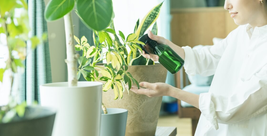 植物で人々を幸せにしたい