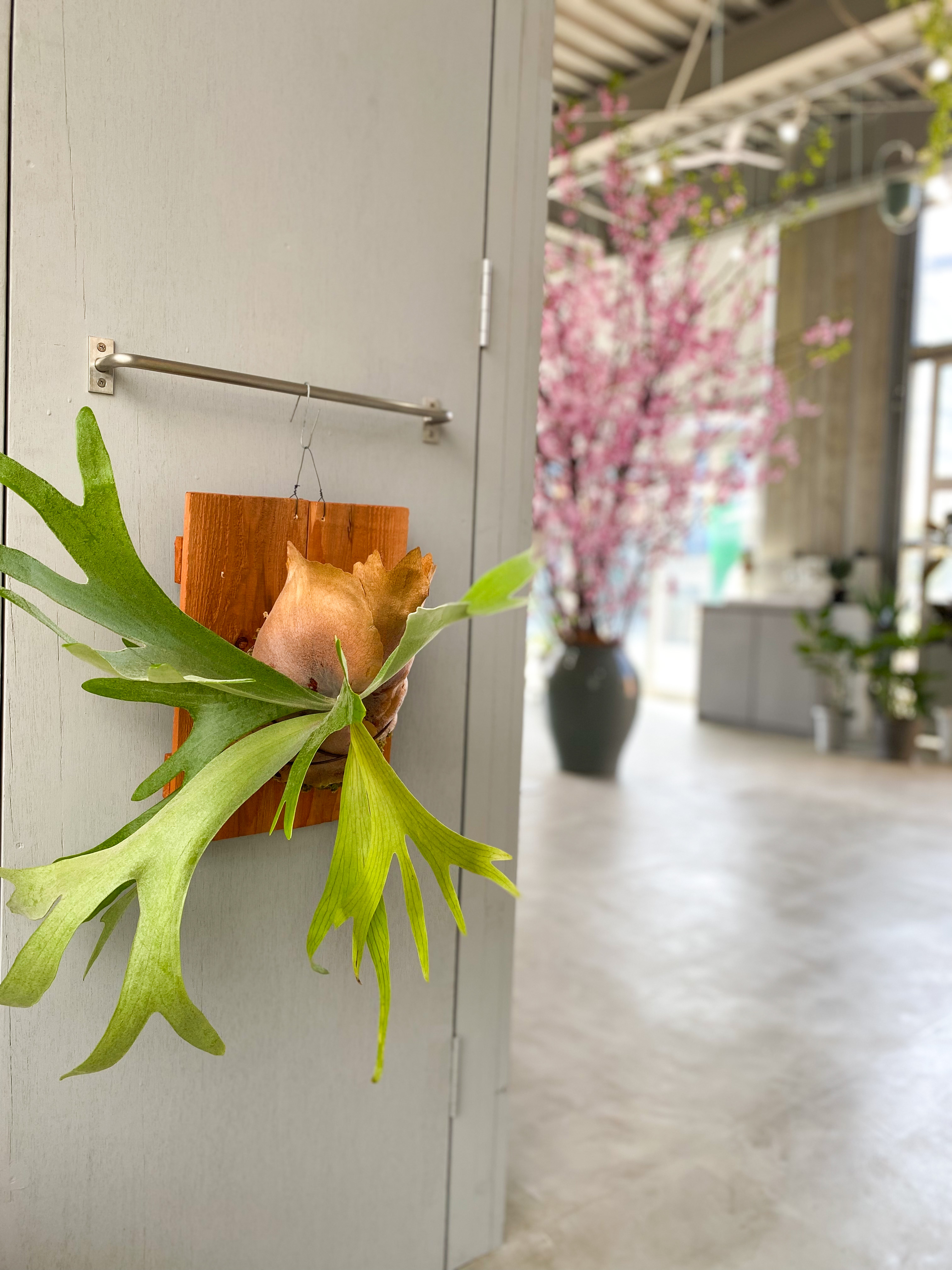ビカクシダ 観葉植物のレンタル 販売の喜芳園 キトハ