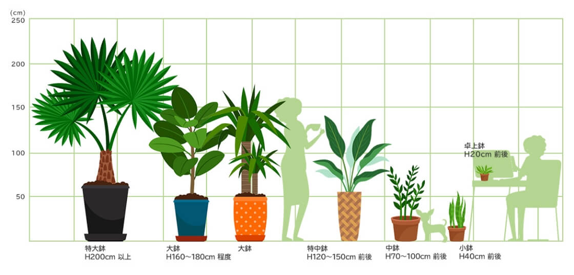 観葉植物のサイズ・料金概要